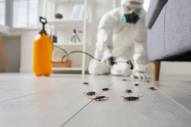 Affordable Termite Control solutions in Glenarden, MD